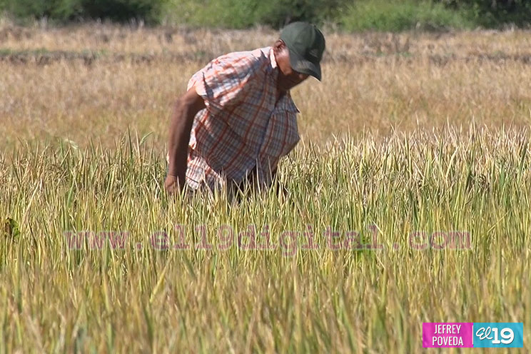 Producción de arroz y maíz con buenos resultados gracias a la asistencia técnica del Inta