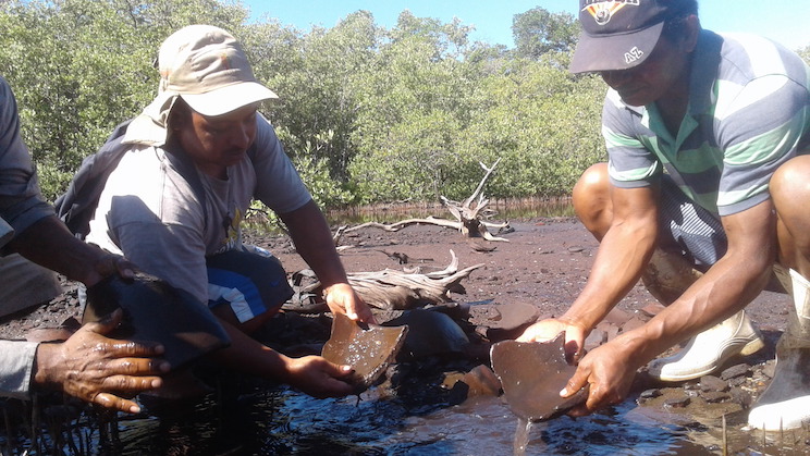 Encuentran vasijas antiguas en la Isla Juan Venado