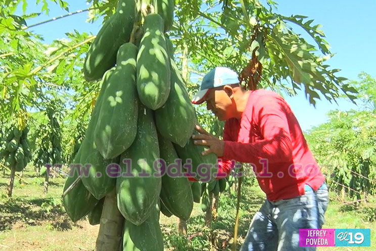 Buena producción de plátano y papaya en Rivas