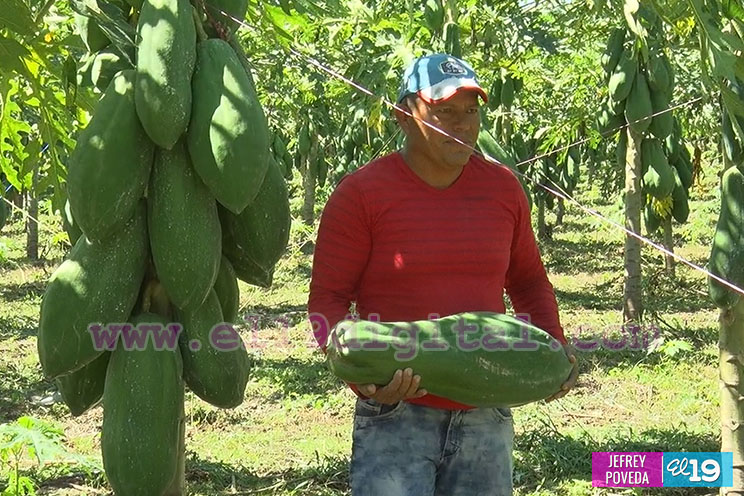 Buena producción de plátano y papaya en Rivas