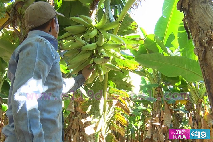 Buena producción de plátano y papaya en Rivas