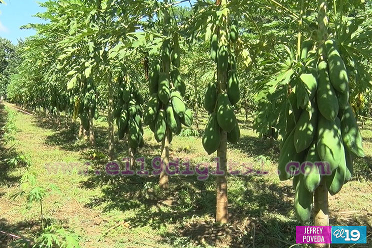 Buena producción de plátano y papaya en Rivas