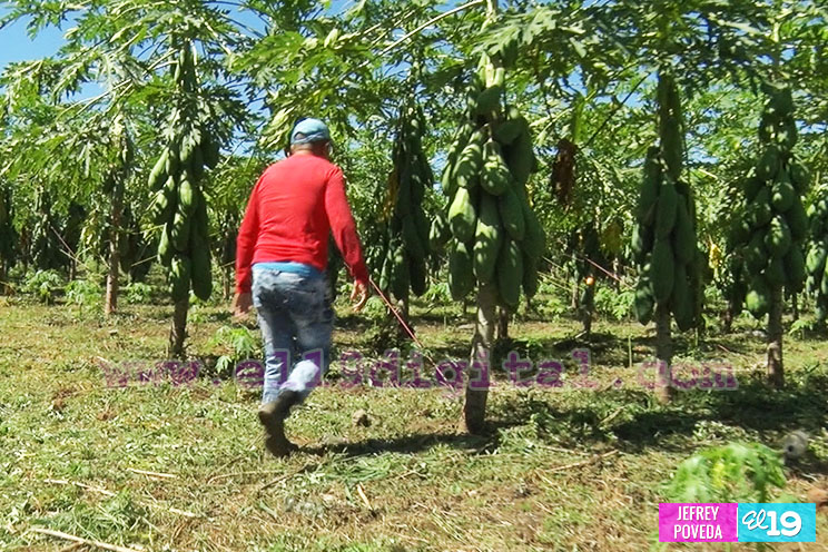 Buena producción de plátano y papaya en Rivas
