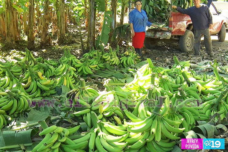 Buena producción de plátano y papaya en Rivas