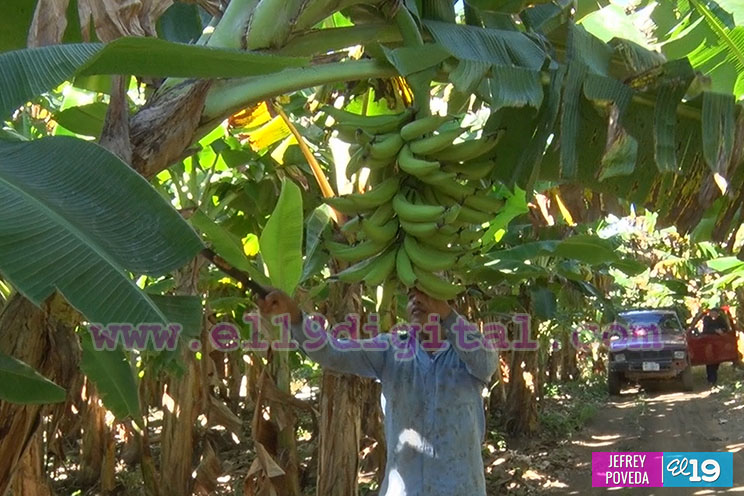 Buena producción de plátano y papaya en Rivas