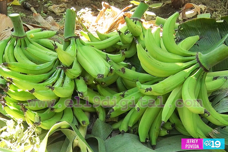 Buena producción de plátano y papaya en Rivas