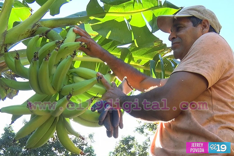 Buena producción de plátano y papaya en Rivas