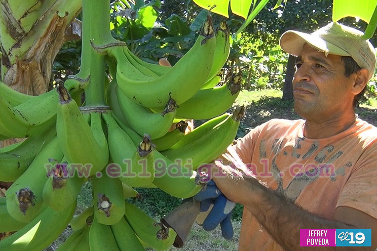 Buena producción de plátano y papaya en Rivas