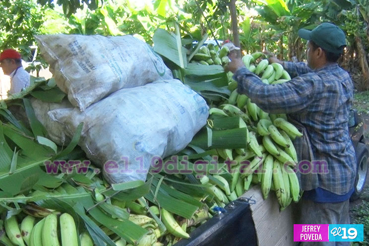Buena producción de plátano y papaya en Rivas