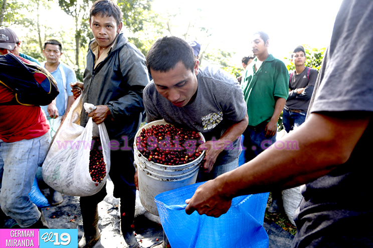 Inicia periodo de graniteo en cafetales de Nueva Segovia