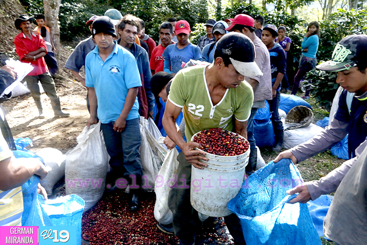 Inicia periodo de graniteo en cafetales de Nueva Segovia
