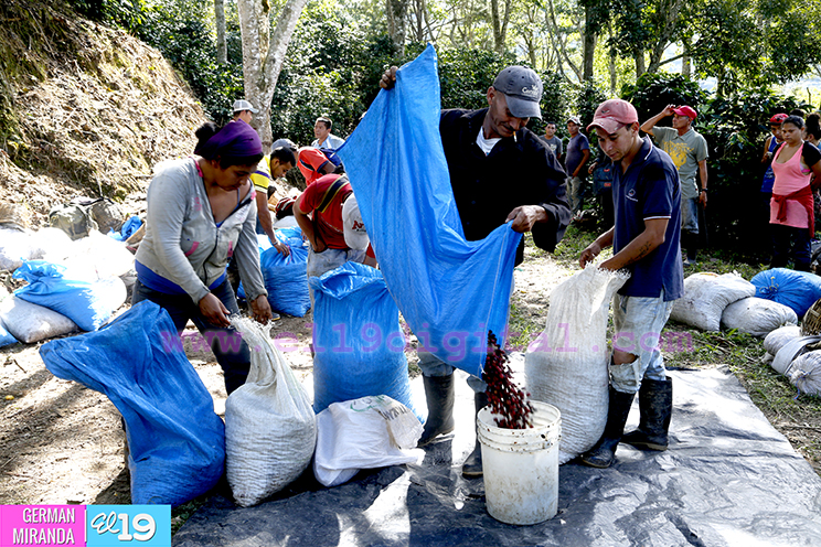Inicia periodo de graniteo en cafetales de Nueva Segovia