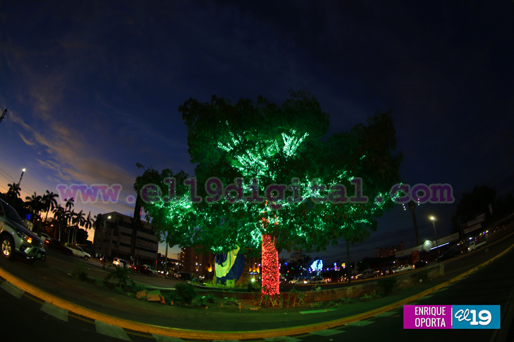 Encienden el Árbol Navideño más grande de Nicaragua
