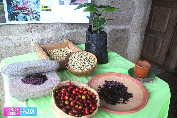 El grano de oro seduce a turistas nacionales y extranjeros en Jinotega y Matagalpa