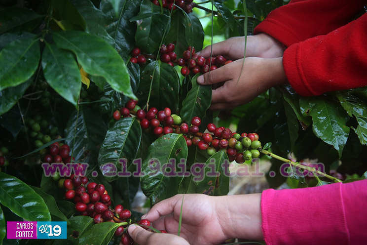 El grano de oro seduce a turistas nacionales y extranjeros en Jinotega y Matagalpa
