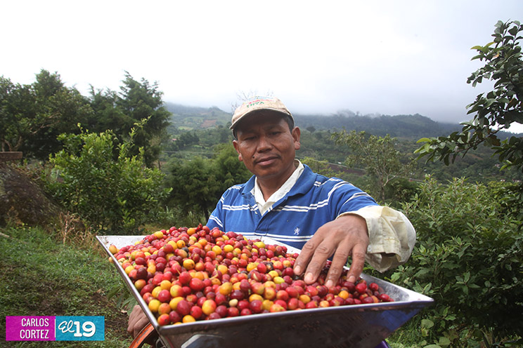 El grano de oro seduce a turistas nacionales y extranjeros en Jinotega y Matagalpa