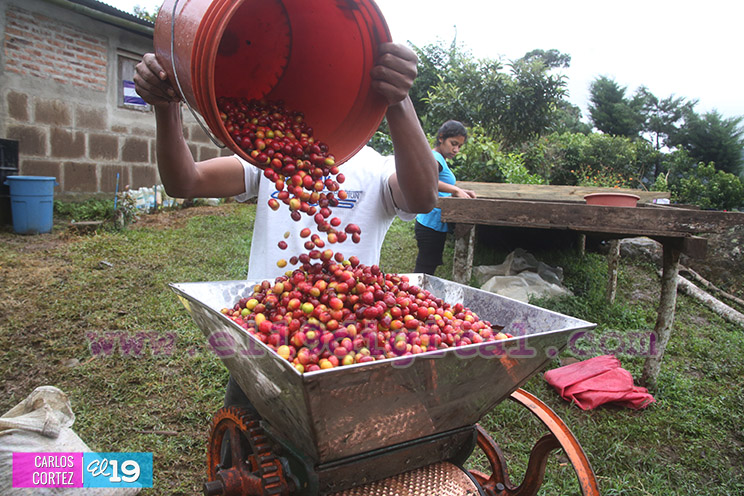 El grano de oro seduce a turistas nacionales y extranjeros en Jinotega y Matagalpa