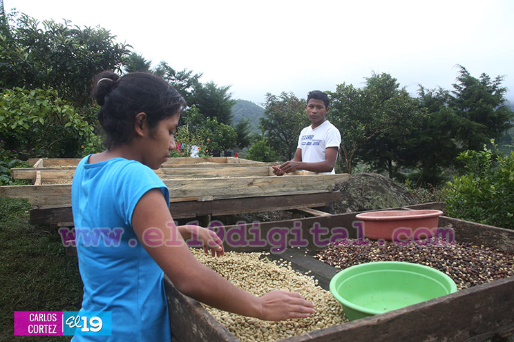 El grano de oro seduce a turistas nacionales y extranjeros en Jinotega y Matagalpa