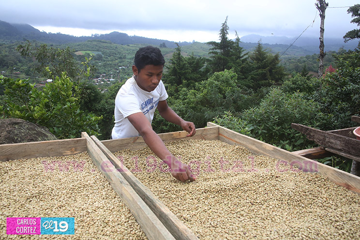 El grano de oro seduce a turistas nacionales y extranjeros en Jinotega y Matagalpa