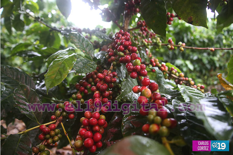 El grano de oro seduce a turistas nacionales y extranjeros en Jinotega y Matagalpa