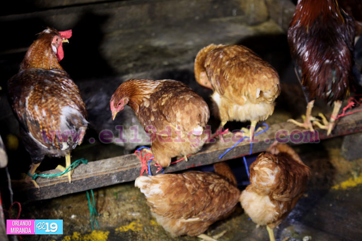 Mercado Roberto Huembes: compre todo para su gallina rellena en un solo lugar
