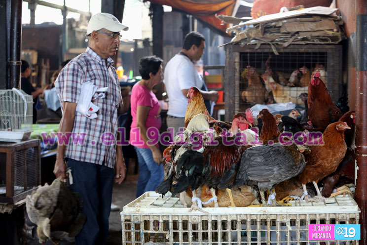 ¿Dónde encontrar lo mejor para preparar su gallina rellena este fin de año?