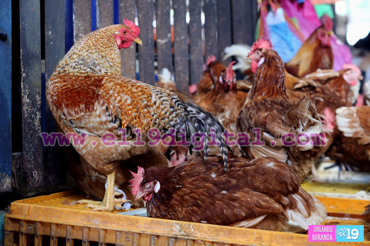¿Dónde encontrar lo mejor para preparar su gallina rellena este fin de año?