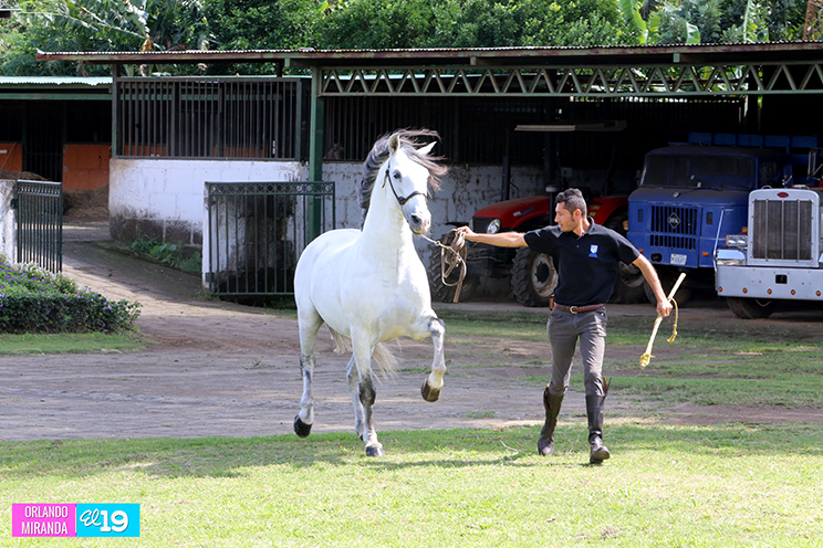 Majaloba, la casa del caballo español en Nicaragua