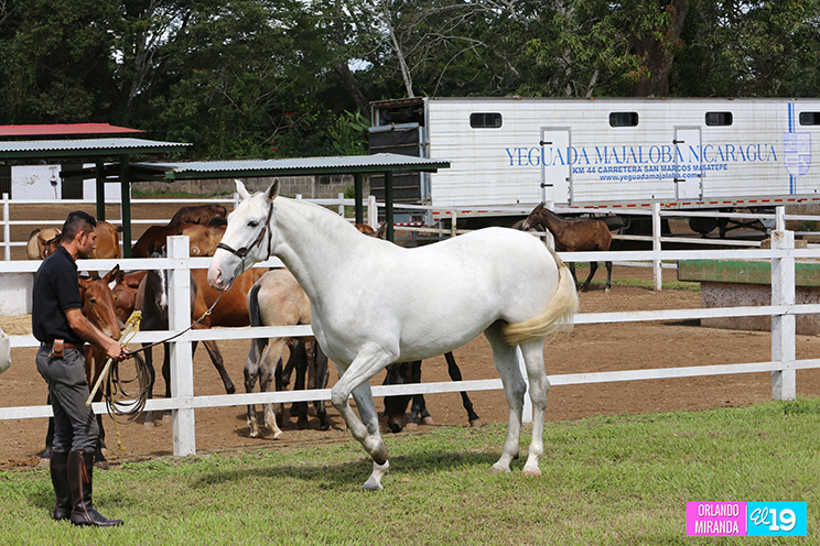 Majaloba, la casa del caballo español en Nicaragua