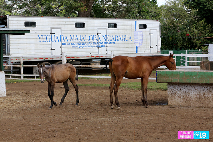 Majaloba, la casa del caballo español en Nicaragua