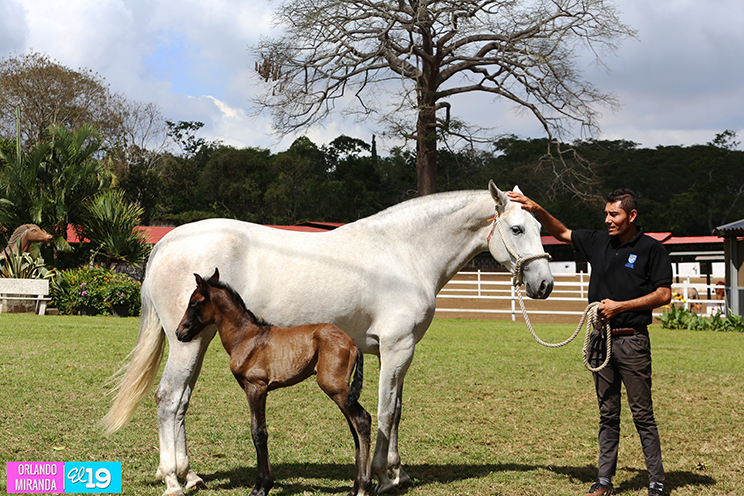 Majaloba, la casa del caballo español en Nicaragua