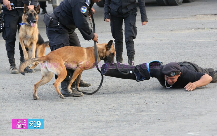 Preparación de las Fuerzas Policiales garantiza la seguridad de las familias
