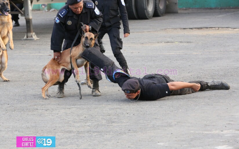 Preparación de las Fuerzas Policiales garantiza la seguridad de las familias