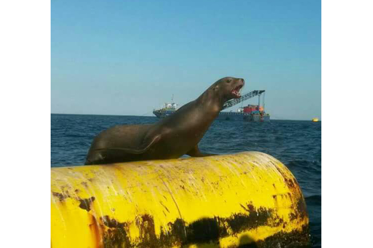 Aparece una pequeña foca en Puerto Sandino