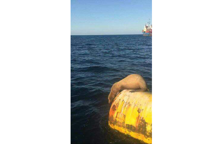 Aparece una pequeña foca en Puerto Sandino