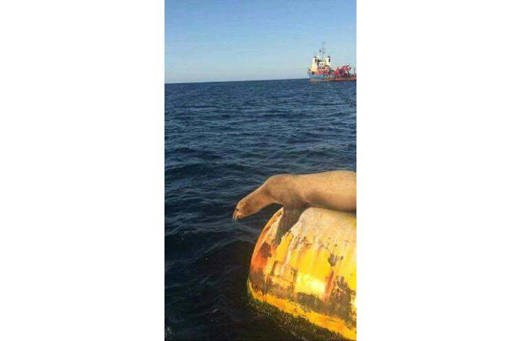 Aparece una pequeña foca en Puerto Sandino