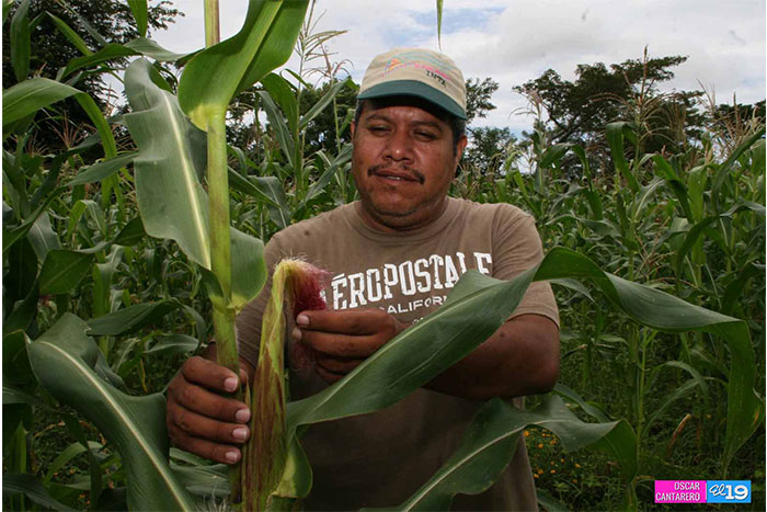 Bancos de semilla, oportunidad para mejorar rendimientos productivos y nutrición familiar