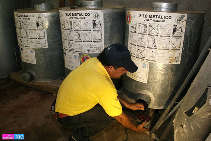 Bancos de semilla, oportunidad para mejorar rendimientos productivos y nutrición familiar