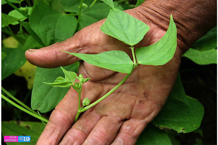 Bancos de semilla, oportunidad para mejorar rendimientos productivos y nutrición familiar