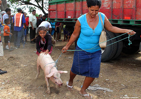 Gobierno Sandinista entrega 85 cerdos y materiales a familias de Tipitapa