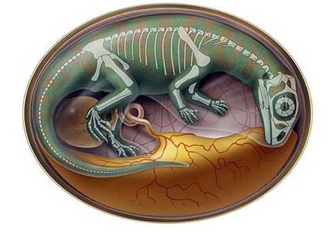 Hallan en China embriones de dinosaurios