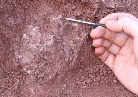 Hallan en China embriones de dinosaurios