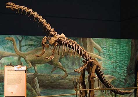 Hallan en China embriones de dinosaurios