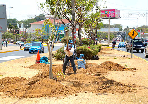 Avanzan trabajos para el embellecimiento de la Avenida Bolívar
