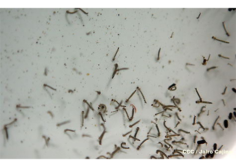 Sánchez Cerén reitera confianza en el pueblo para victoria electoral	