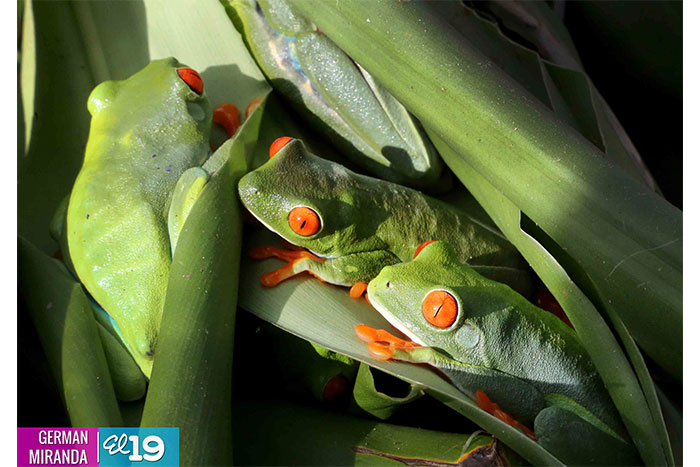 Dueños de zoocriaderos estudian mercado de especies exóticas