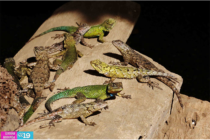 Dueños de zoocriaderos estudian mercado de especies exóticas