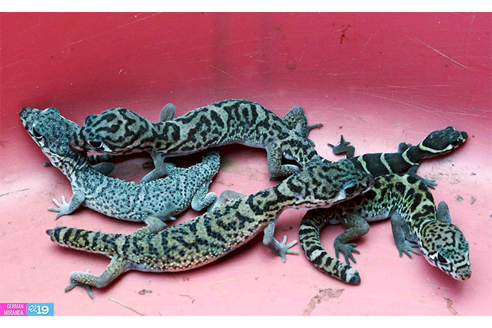 Dueños de zoocriaderos estudian mercado de especies exóticas