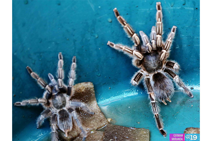 Dueños de zoocriaderos estudian mercado de especies exóticas