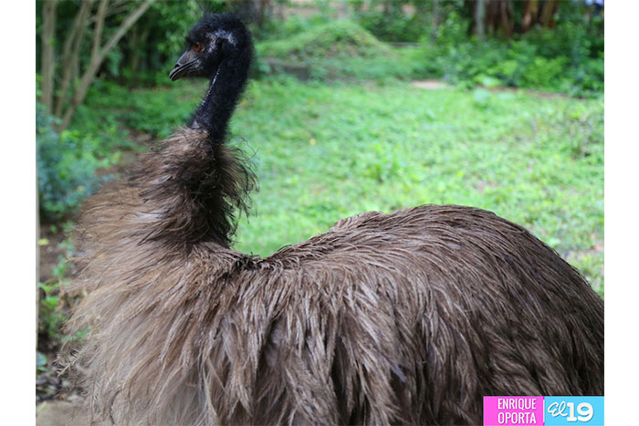 Zoológico Nacional, una herramienta educativa para la niñez